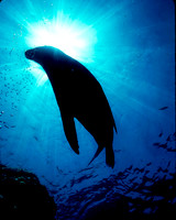 Sea Lion Silhouette Lapaz, Mexico