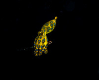 Blue Ring Octapus