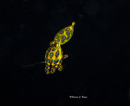 Blue Ring Octapus