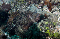 Stone fish