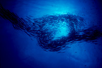 Schooling Barracuda Salawasi Sea
