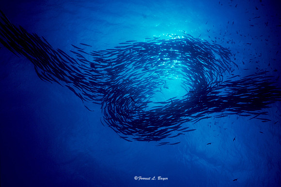 Schooling Barracuda Salawasi Sea
