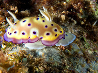 Chromodoris Kunii