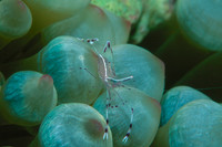 Anemone Shrimp