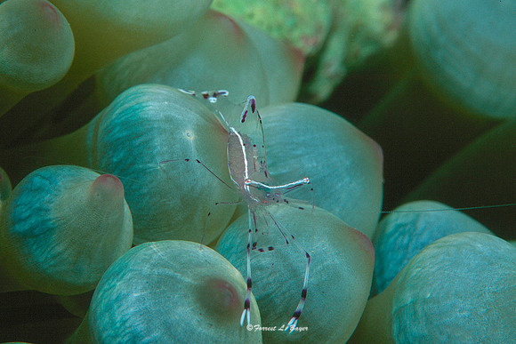 Anemone Shrimp
