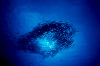 Schooling Barracuda Salawasi Sea