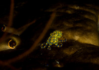 Blue Ring Octapus