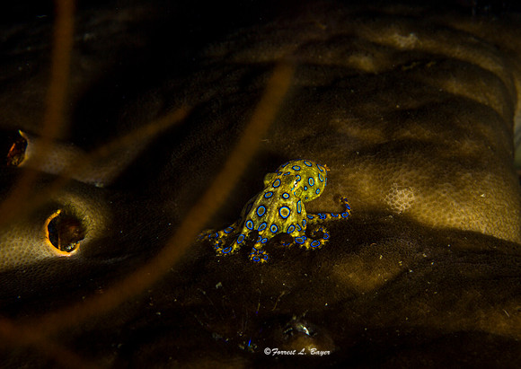 Blue Ring Octapus
