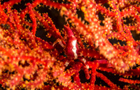 Squat Lobster