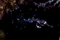 Ghost Pipe Fish