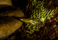 Blue Ring Octapus