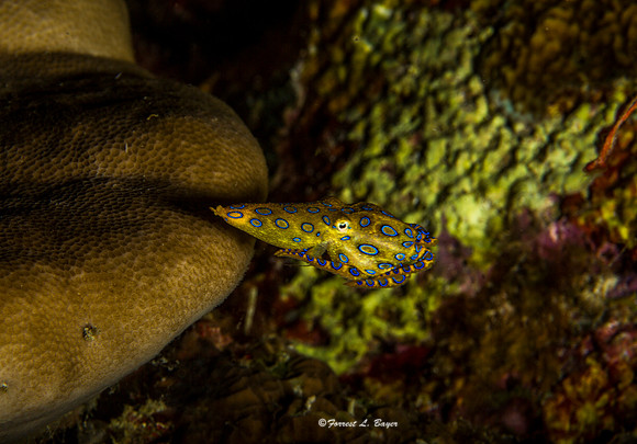Blue Ring Octapus