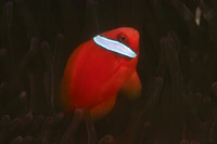 Tomato Clown Fish