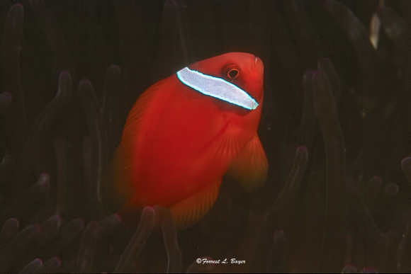 Tomato Clown Fish