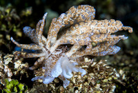 Solar Nudibranch  Ambon  Indonesia