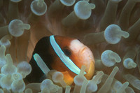 Anemone Fish