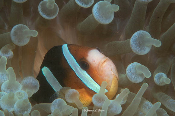 Anemone Fish