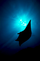 Manta Ray Silhouette