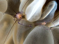 Bubble Coral Shrimp