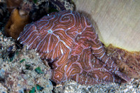 Ambon Psychedelic Frogfish