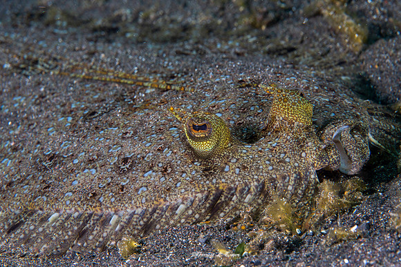Peacock Flounder