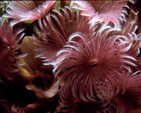 Feather Worms