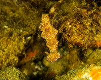 Ceratosoma Tenue