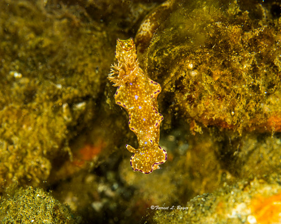 Ceratosoma Tenue