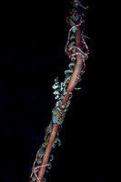 Whip Coral Shrimp