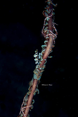 Whip Coral Shrimp