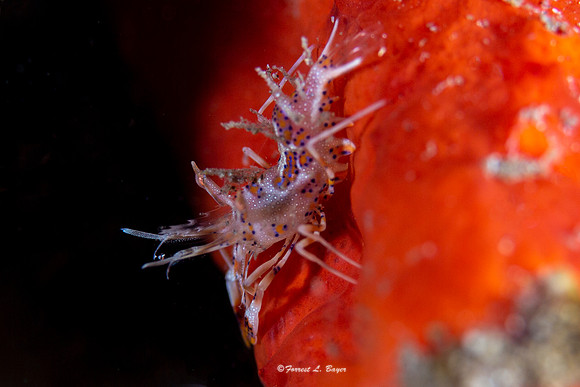 Tiger Shrimp