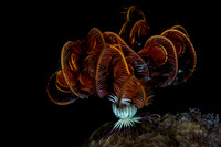Crinoid Misool