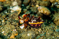 Flamboyant Squid