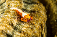 Imperial Shrimp