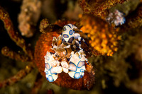 Harlequin Shrimp