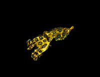 Blue Ring Octapus