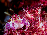 Candy Crab