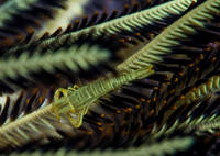 Crinoid Shrimp