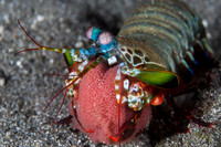 Peacock Shrimp with Eggs