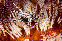 Zebra Crab with Eggs