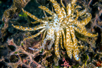 Solar Nudibranch Phyllodesmium longicirrum