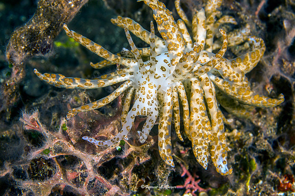 Solar Nudibranch Phyllodesmium longicirrum