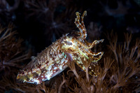 Cuttle Fish