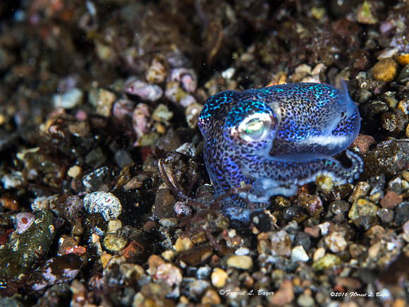 Bobbit Squid