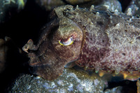 Cuttle Fish
