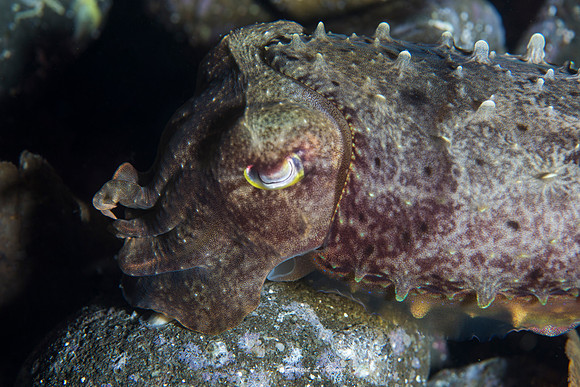 Cuttle Fish