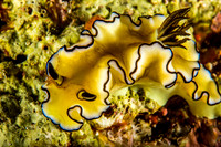 Dorisprismatica sibogae