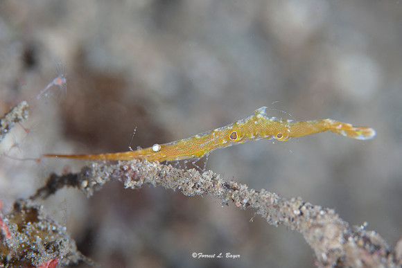 Ocellate Tozeuma Shrimp
