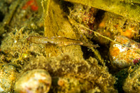 Robust Pipefish