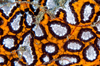 Coral